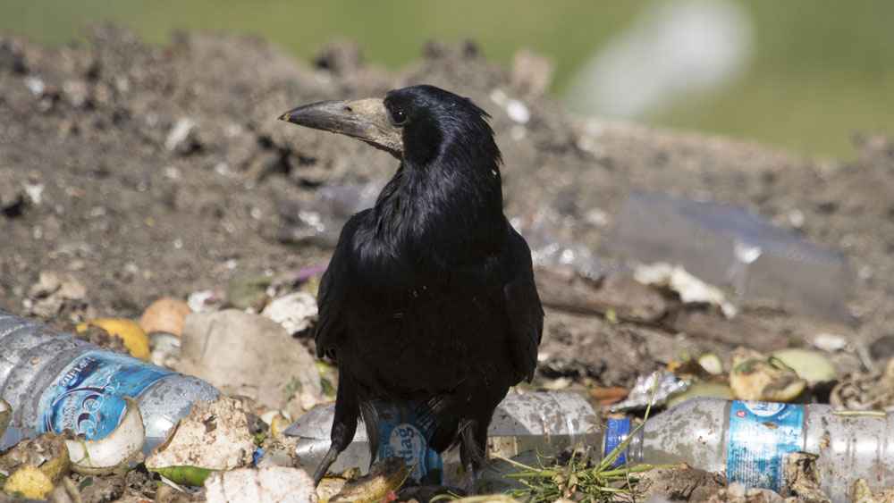 Rook